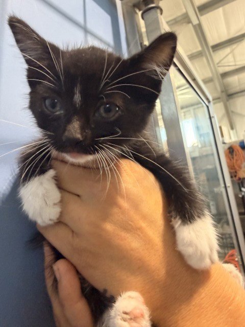 MISS PURRSALOT - Domestic Short Hair available for adoption