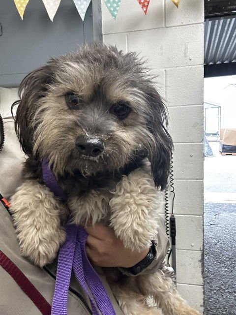 PAPABEAR - Maltese available for adoption