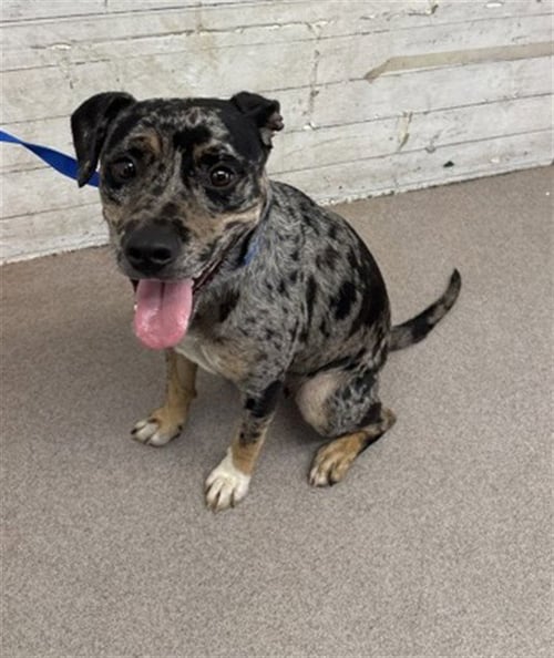 OPHELIA - Pit Bull Terrier / Catahoula Leopard Dog available for adoption