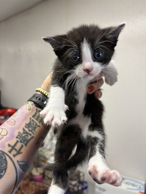A592744 - Domestic Medium Hair available for adoption