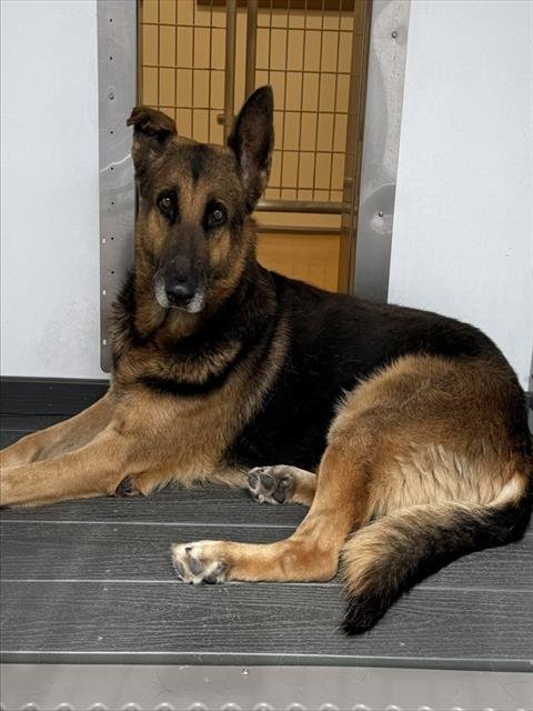 CASPIAN - German Shepherd Dog available for adoption