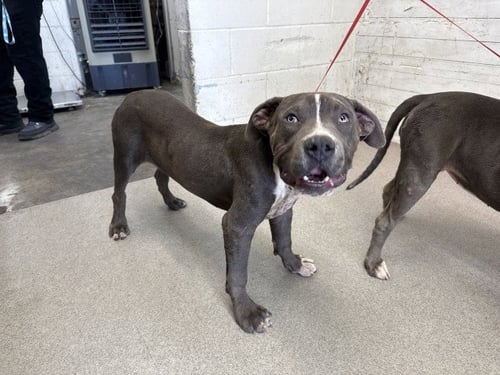 MANCHEGO - Pit Bull Terrier available for adoption
