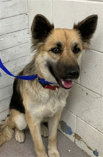 CHRISSY - German Shepherd Dog available for adoption
