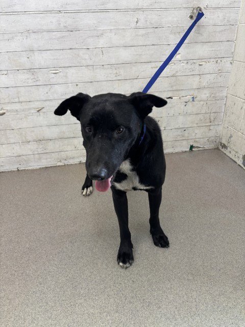 BACON - Labrador Retriever available for adoption