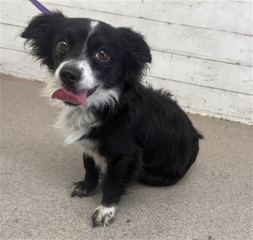 TERRANCE - Chihuahua available for adoption