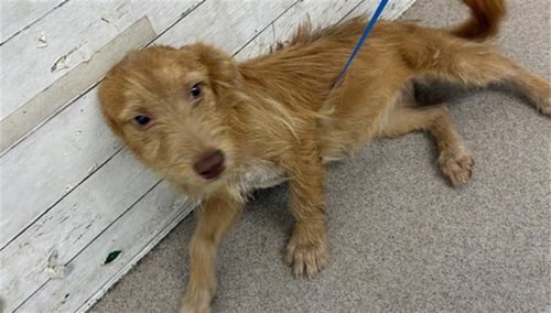 BUTTERCUP - Border Terrier available for adoption