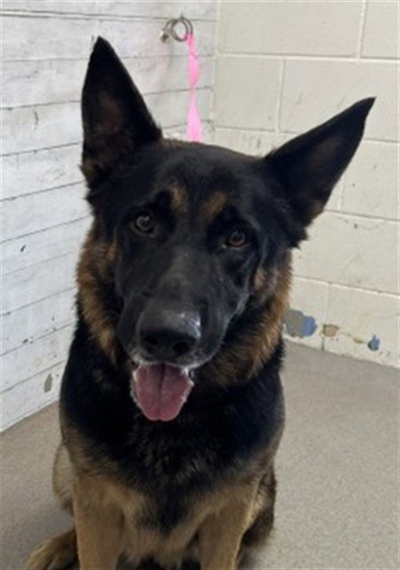 HAZEL - German Shepherd Dog available for adoption