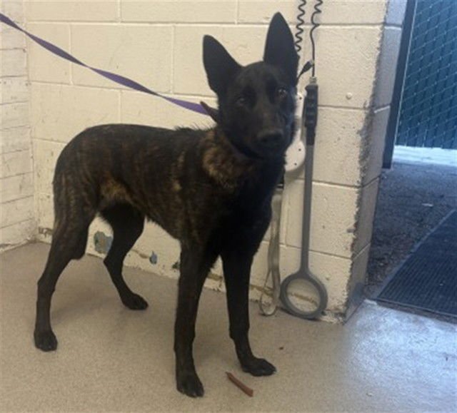 LANA - Dutch Shepherd available for adoption