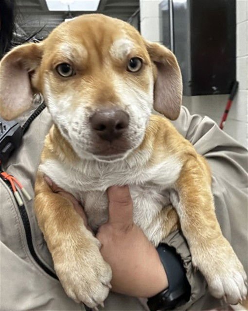 A588778 - American Pit Bull Terrier available for adoption