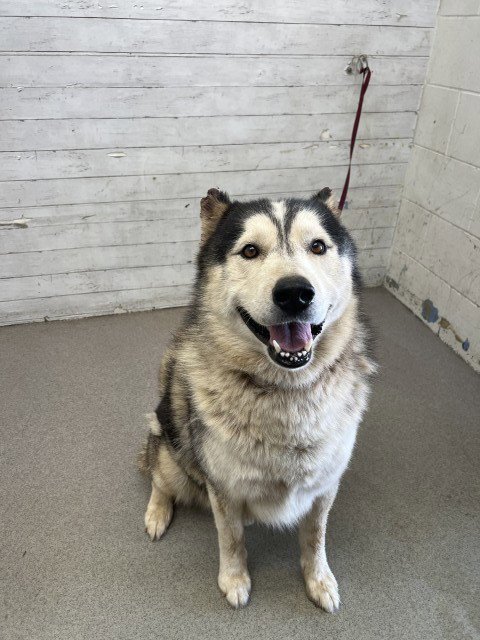 DAKOTA Image