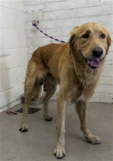 SUNNY D - Golden Retriever available for adoption
