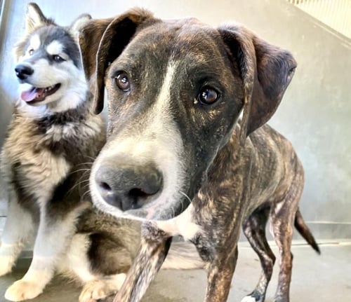 ELI - Pit Bull Terrier available for adoption