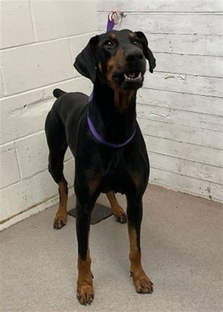 BRUCE - Doberman Pinscher available for adoption