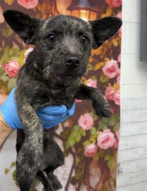 STUART - Terrier available for adoption