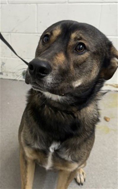 ROCKY - German Shepherd Dog available for adoption