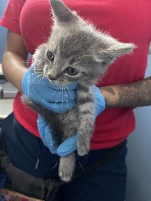 TOBY - Domestic Short Hair available for adoption