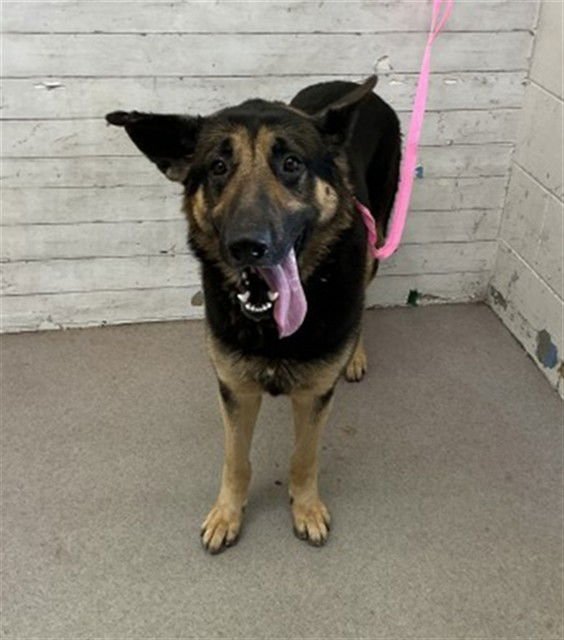 REGGIE - German Shepherd Dog available for adoption