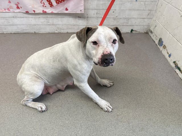 PRECIOUS - Pit Bull Terrier available for adoption