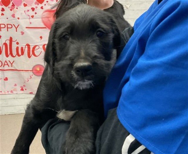 BRUNO - Pit Bull Terrier available for adoption