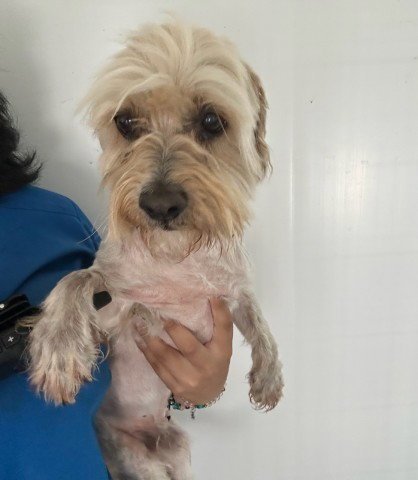 SHELDON - Cocker Spaniel / Poodle (Miniature) available for adoption