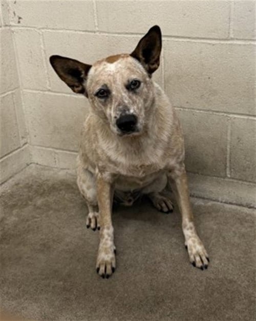 TOBY - Australian Cattle Dog/Blue Heeler available for adoption