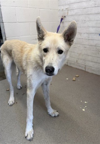MILO - Siberian Husky available for adoption