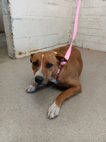 LATTE - Labrador Retriever / Pit Bull Terrier available for adoption