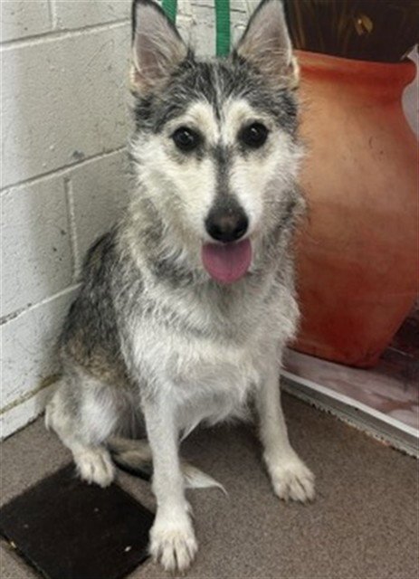 JOSETTE - Siberian Husky available for adoption