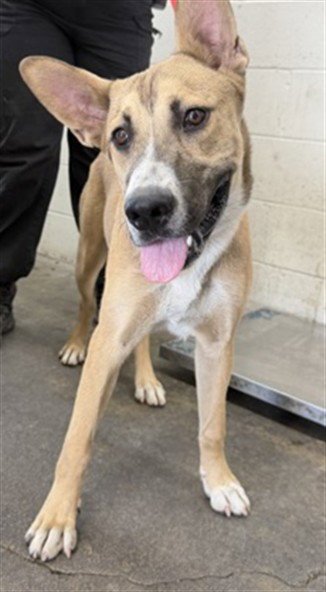 BERRY - German Shepherd Dog available for adoption