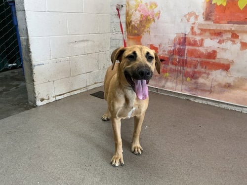 GAYLE - Pit Bull Terrier / German Shepherd Dog available for adoption