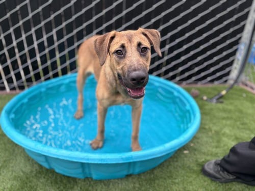 GAYLE - Pit Bull Terrier / German Shepherd Dog for adoption in San Bernardino