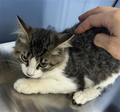 LYLA - Domestic Short Hair available for adoption