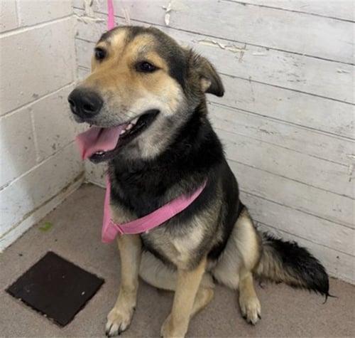 ANALISE - German Shepherd Dog available for adoption