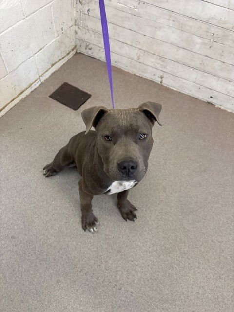 ROCKET - Pit Bull Terrier available for adoption