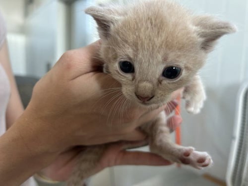 CARMELLO - Domestic Medium Hair for adoption in San Bernardino