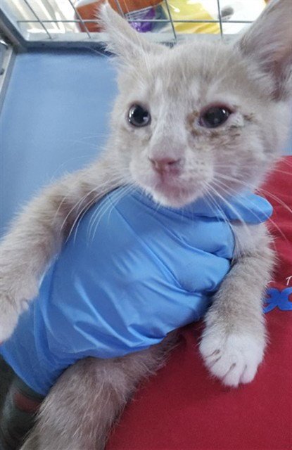 CARMELLO - Domestic Medium Hair available for adoption