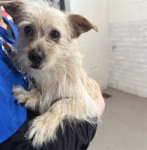 CLYDE - Terrier available for adoption