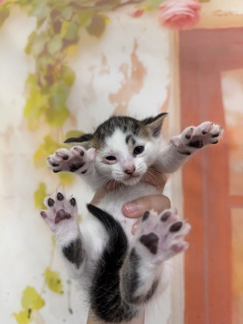 GRADY - Domestic Short Hair for adoption in San Bernardino