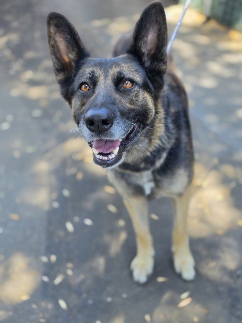 CLARIE - German Shepherd Dog available for adoption