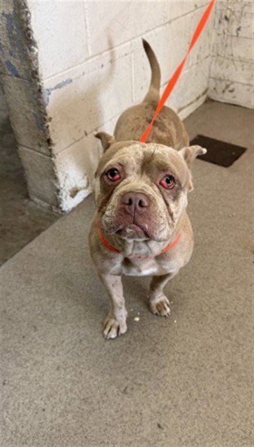 SHERI - English Bulldog available for adoption