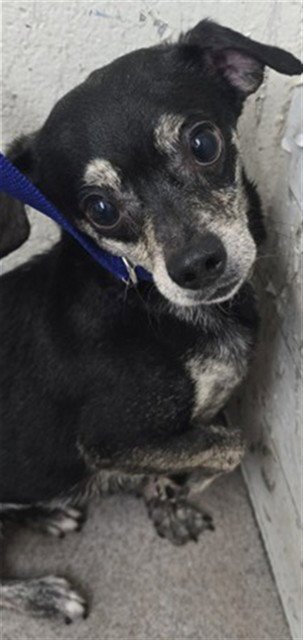 CHARLIE - Chihuahua available for adoption