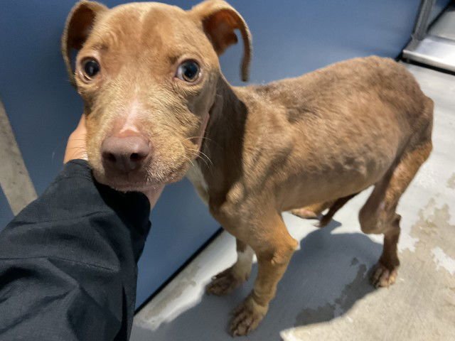 ROSARIO - Pit Bull Terrier available for adoption