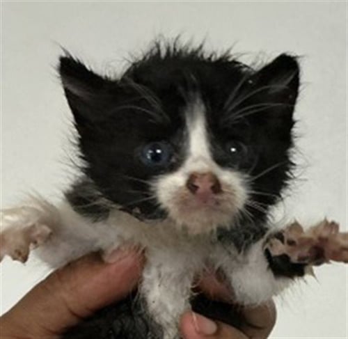 CALUM - Domestic Short Hair for adoption in San Bernardino