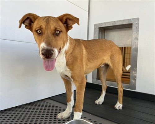 ARCHIE THOMAS - Labrador Retriever available for adoption