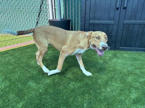 ARCHIE THOMAS - Labrador Retriever available for adoption