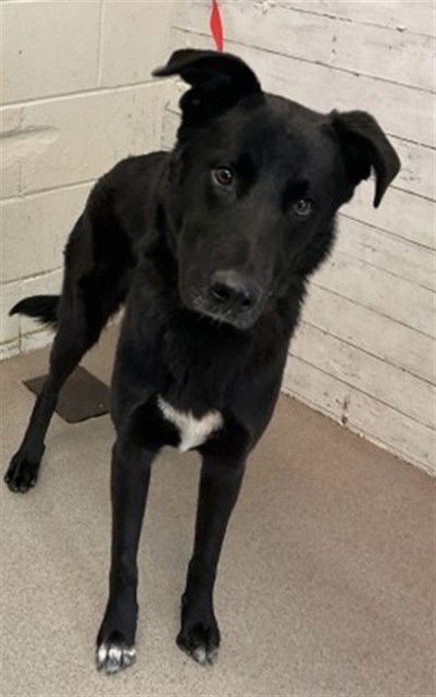 BAXTER - German Shepherd Dog available for adoption