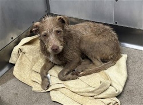RAVEN - Cairn Terrier available for adoption