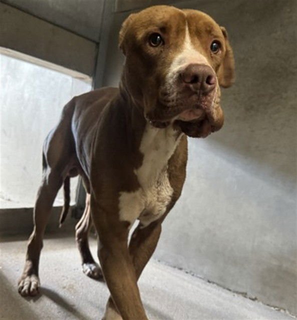 RORY - Pit Bull Terrier available for adoption