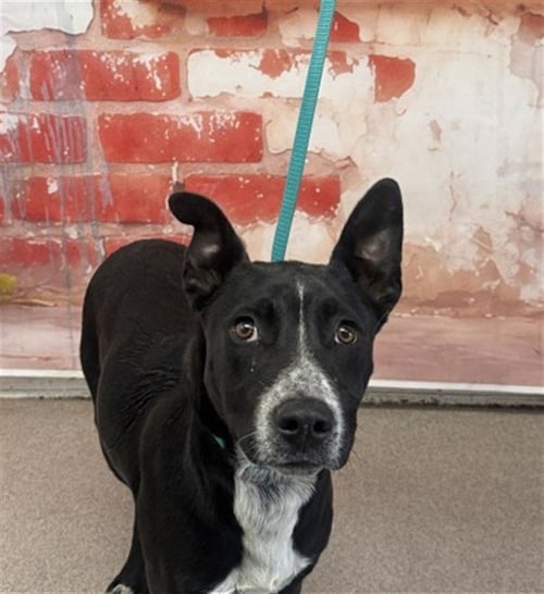 XAVIER - Australian Cattle Dog/Blue Heeler available for adoption