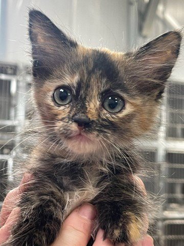 IRIS - Domestic Short Hair available for adoption
